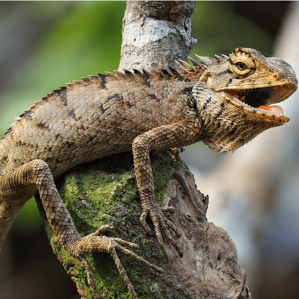 Reptiles y anfibios